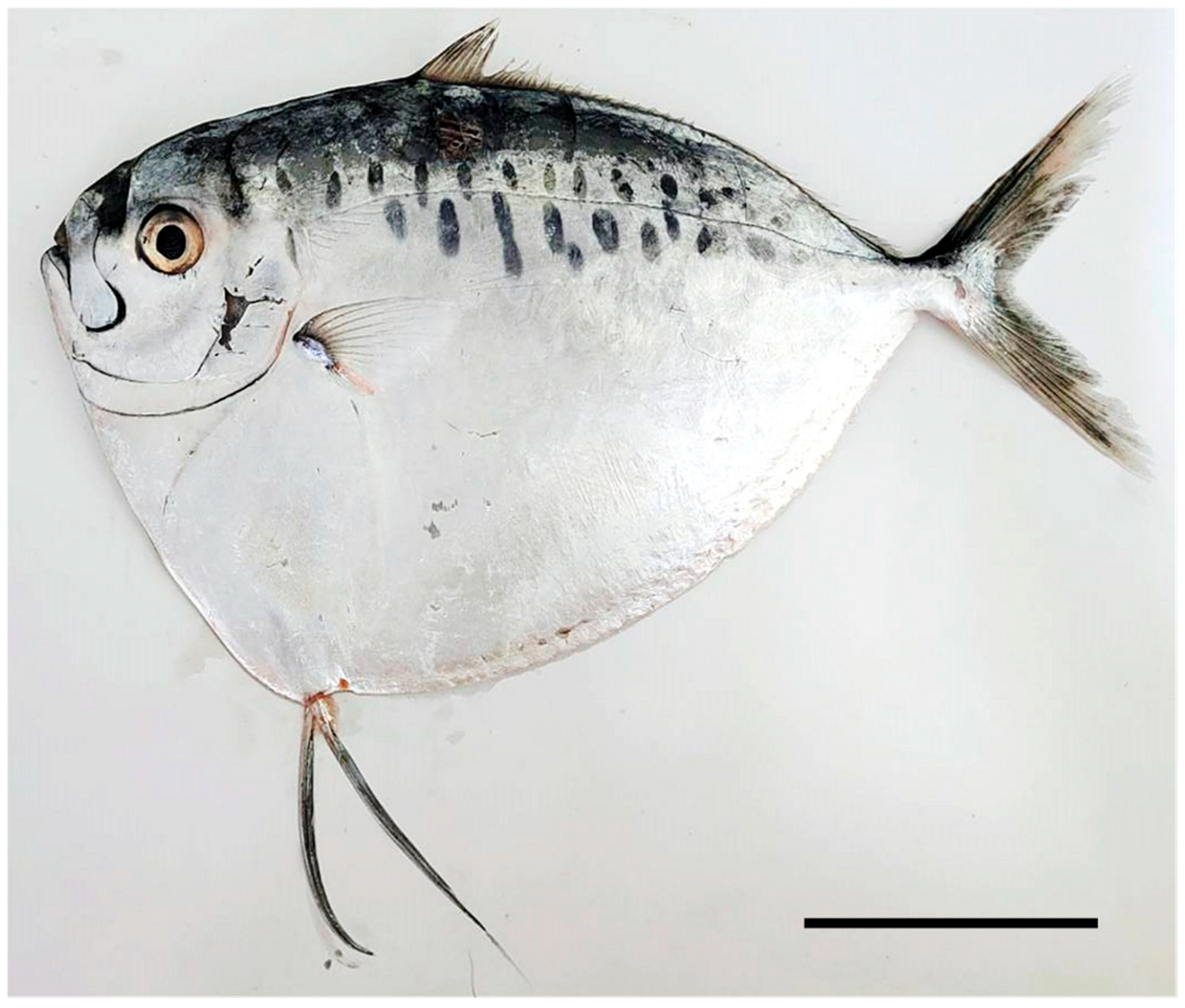 Fishes 10 00182 g001