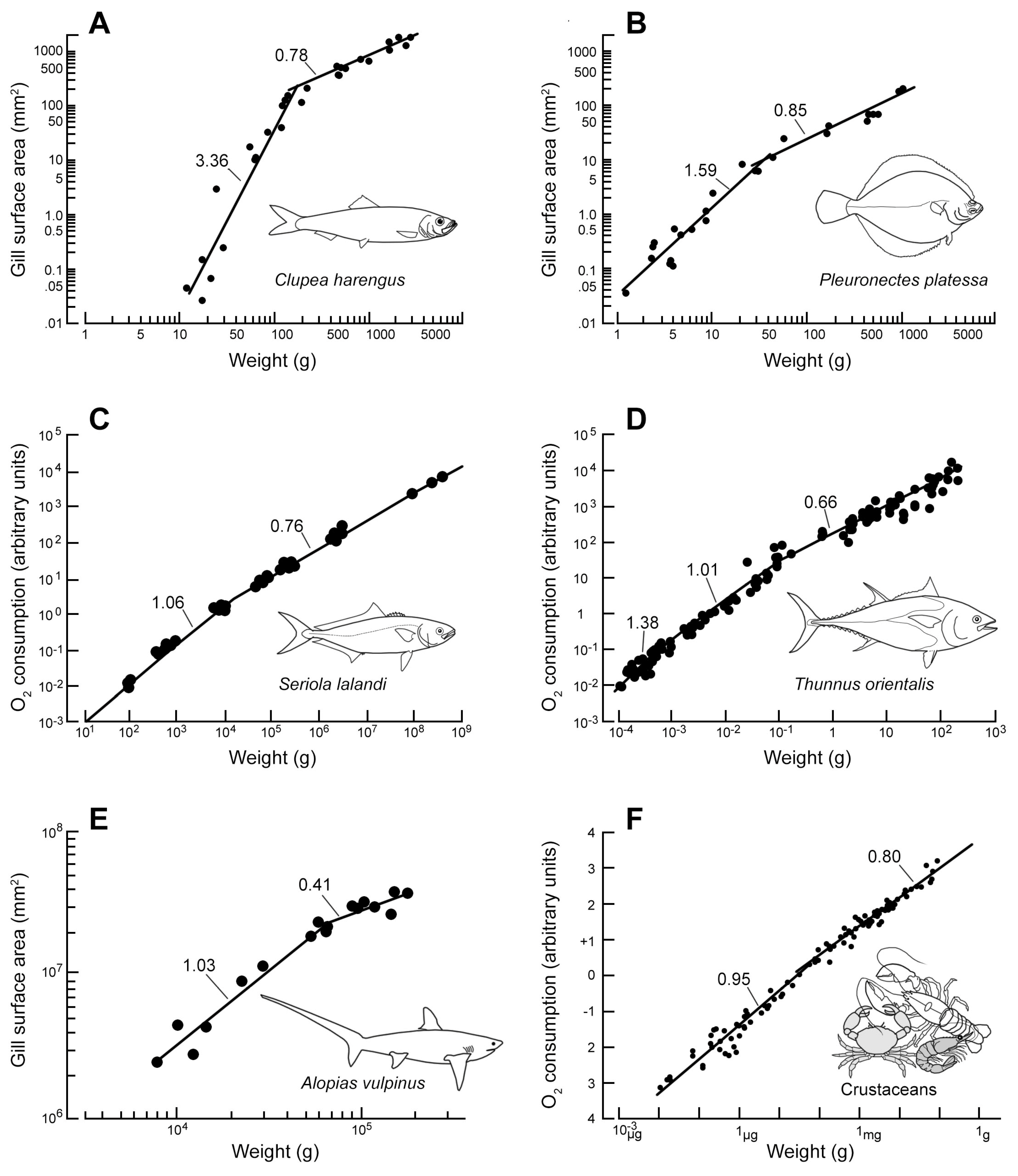 Fishes 10 00233 g001 Fishes 10 00233 g001