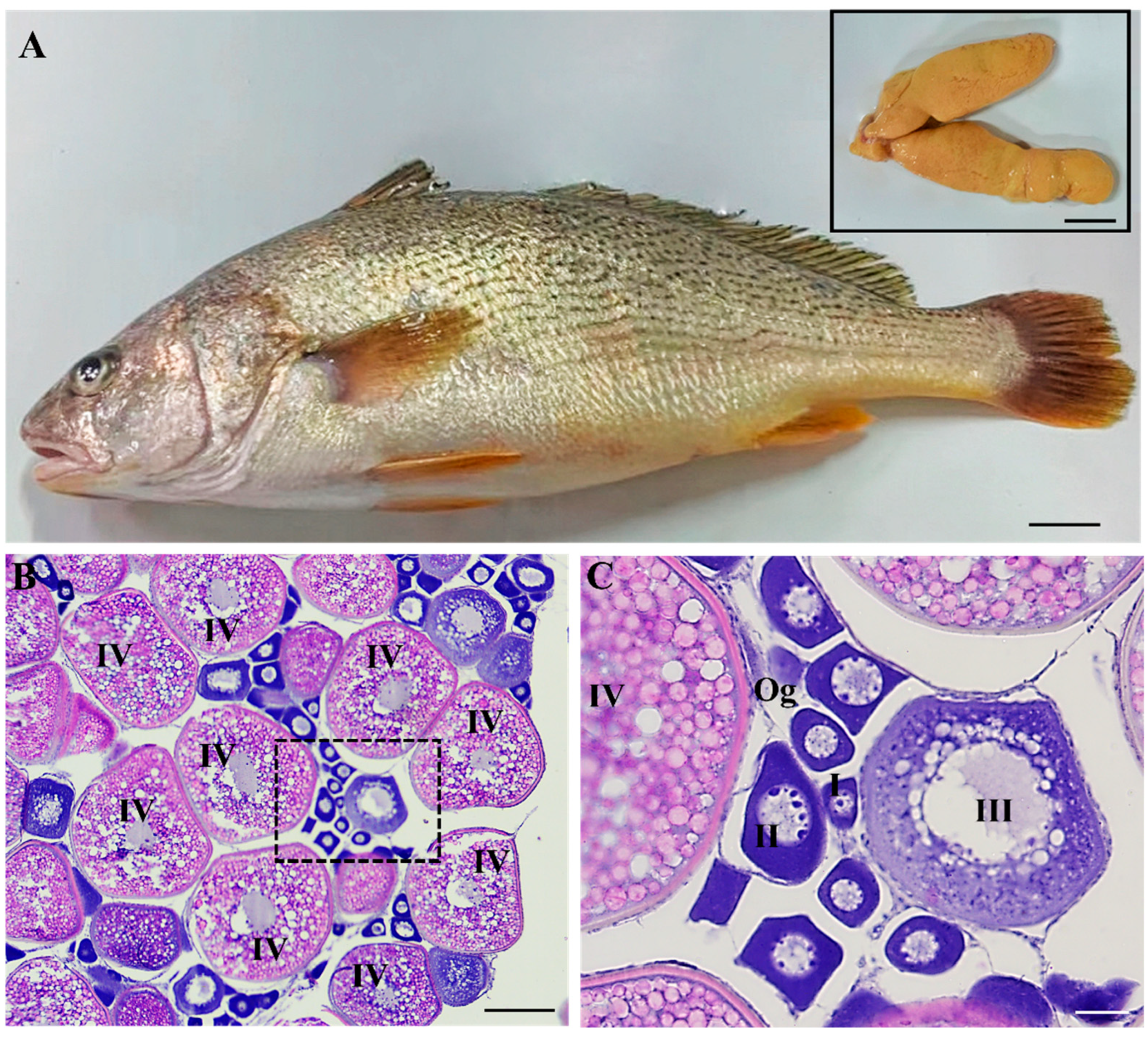 Fishes 10 00288 g001 Fishes 10 00288 g001