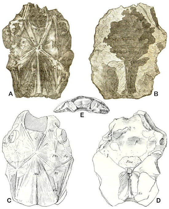 Fishes 10 00309 g001