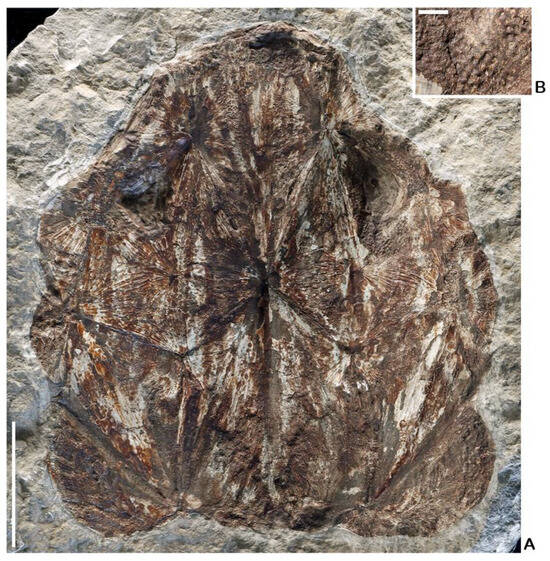 Fishes 10 00309 g004