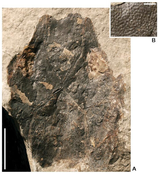 Fishes 10 00309 g005