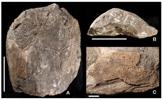 Fishes 10 00309 g006