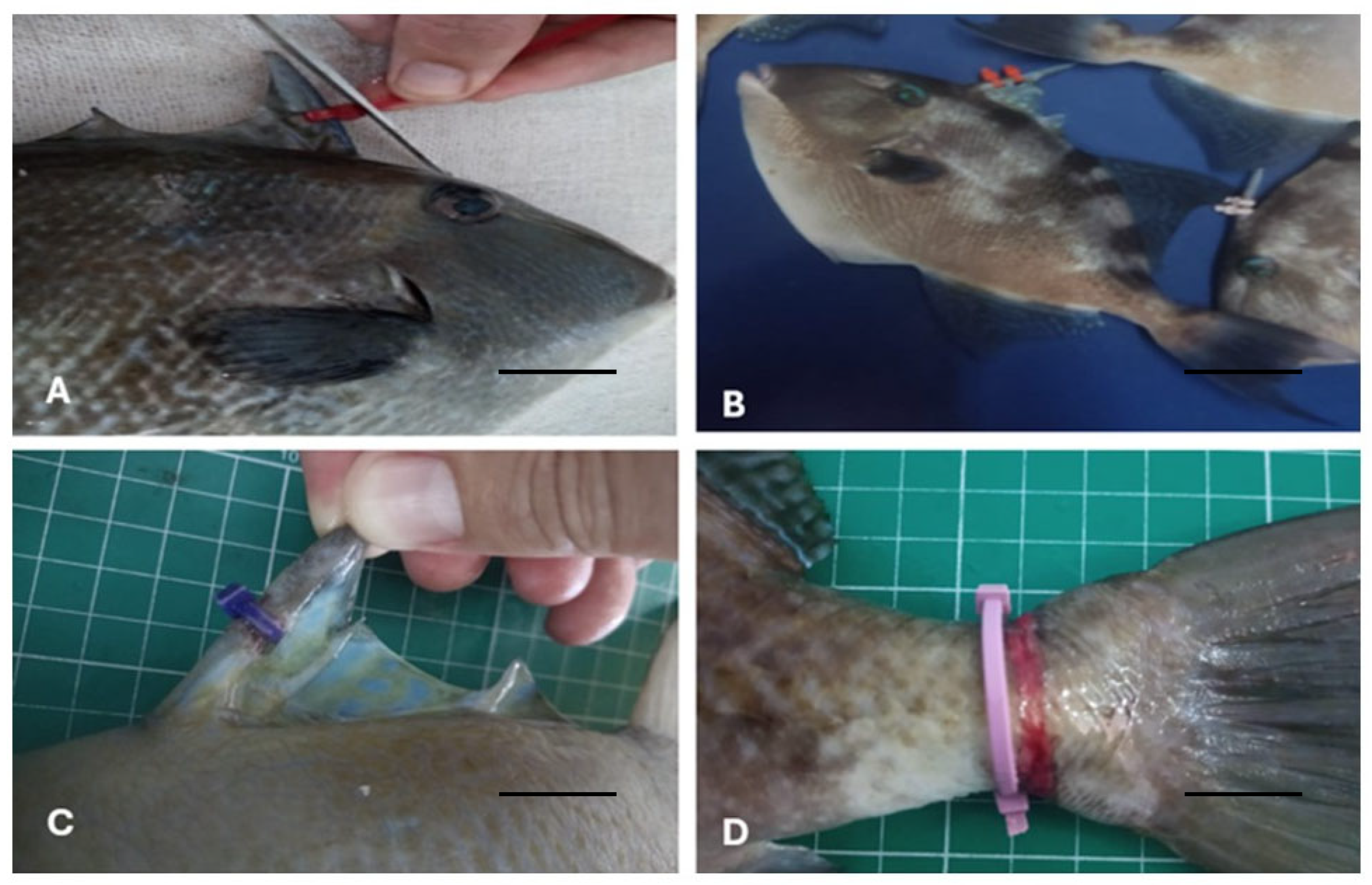 Fishes 10 00316 g003