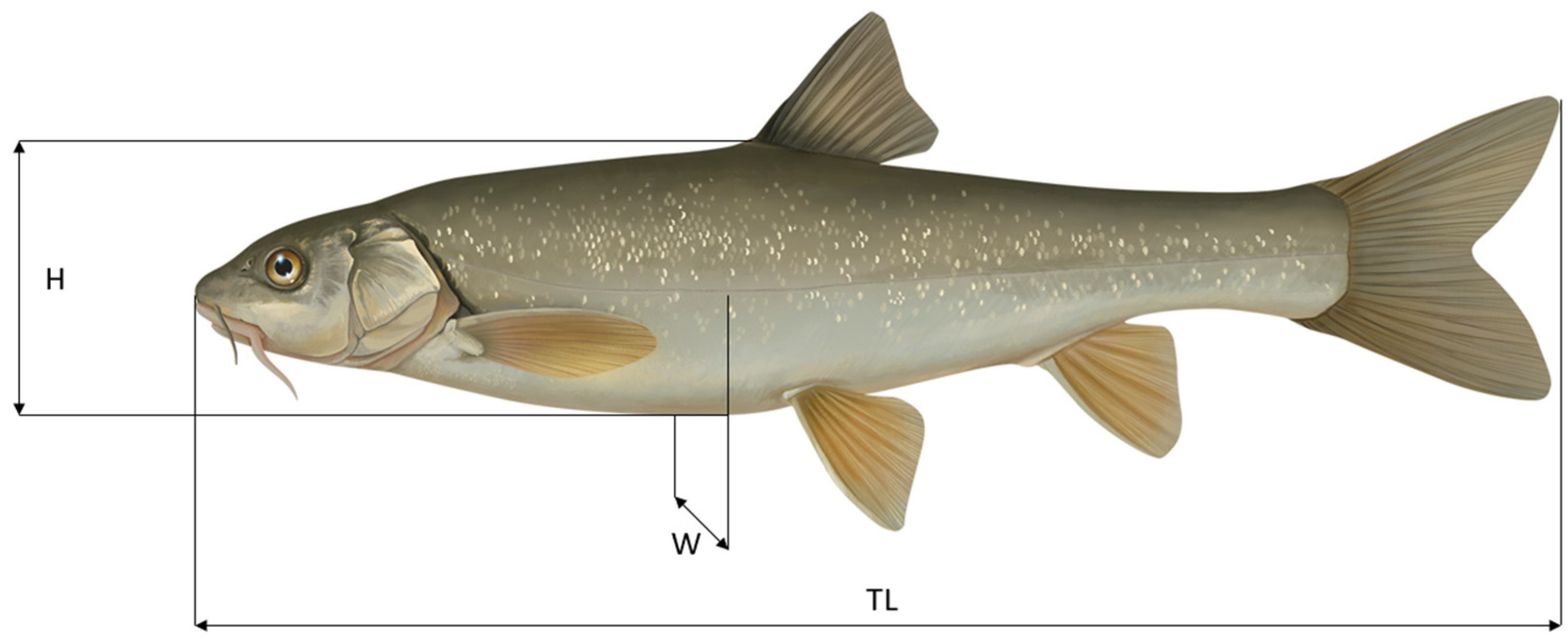 Fishes 10 00377 g002 Fishes 10 00377 g002