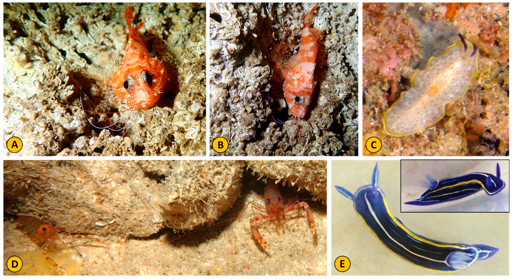 Fishes 10 00383 g007