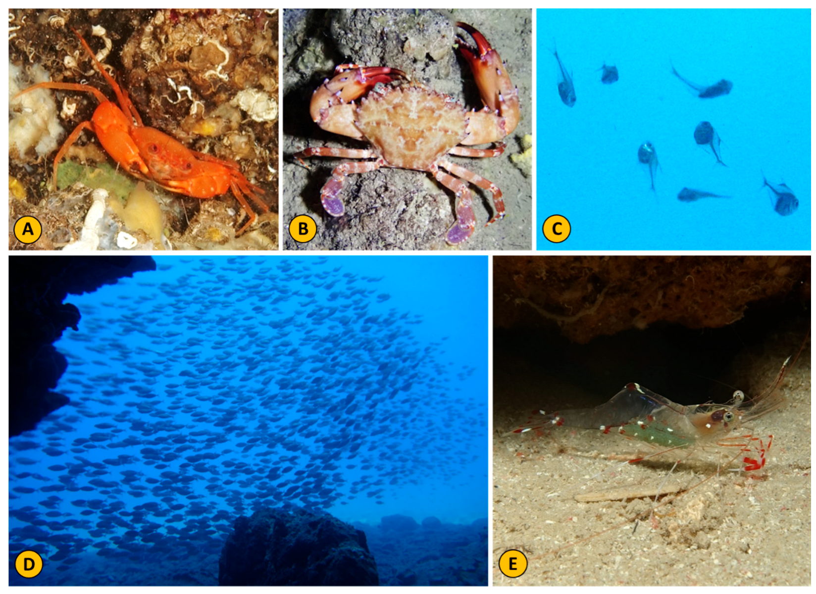 Fishes 10 00383 g008