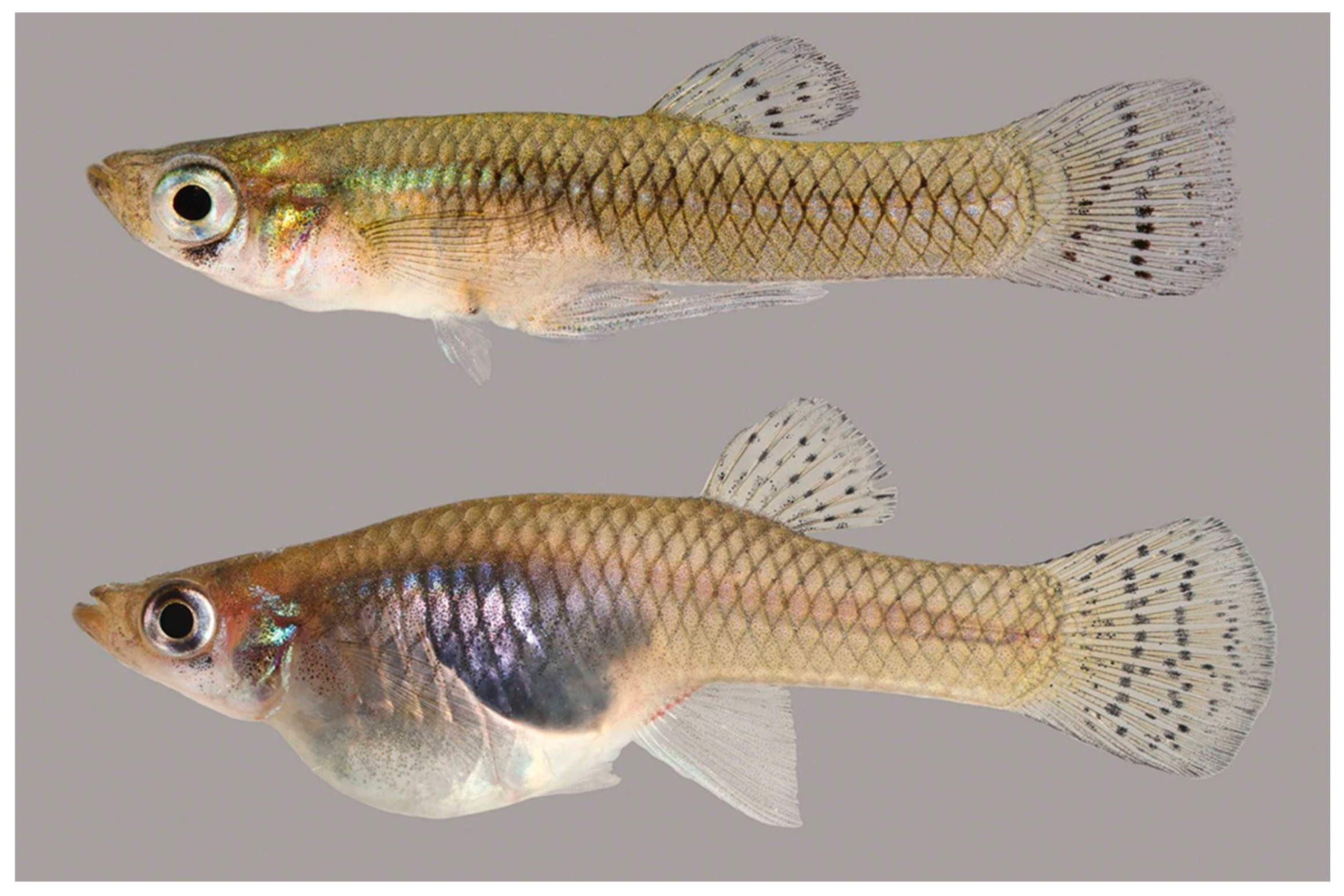 Fishes 10 00421 g001