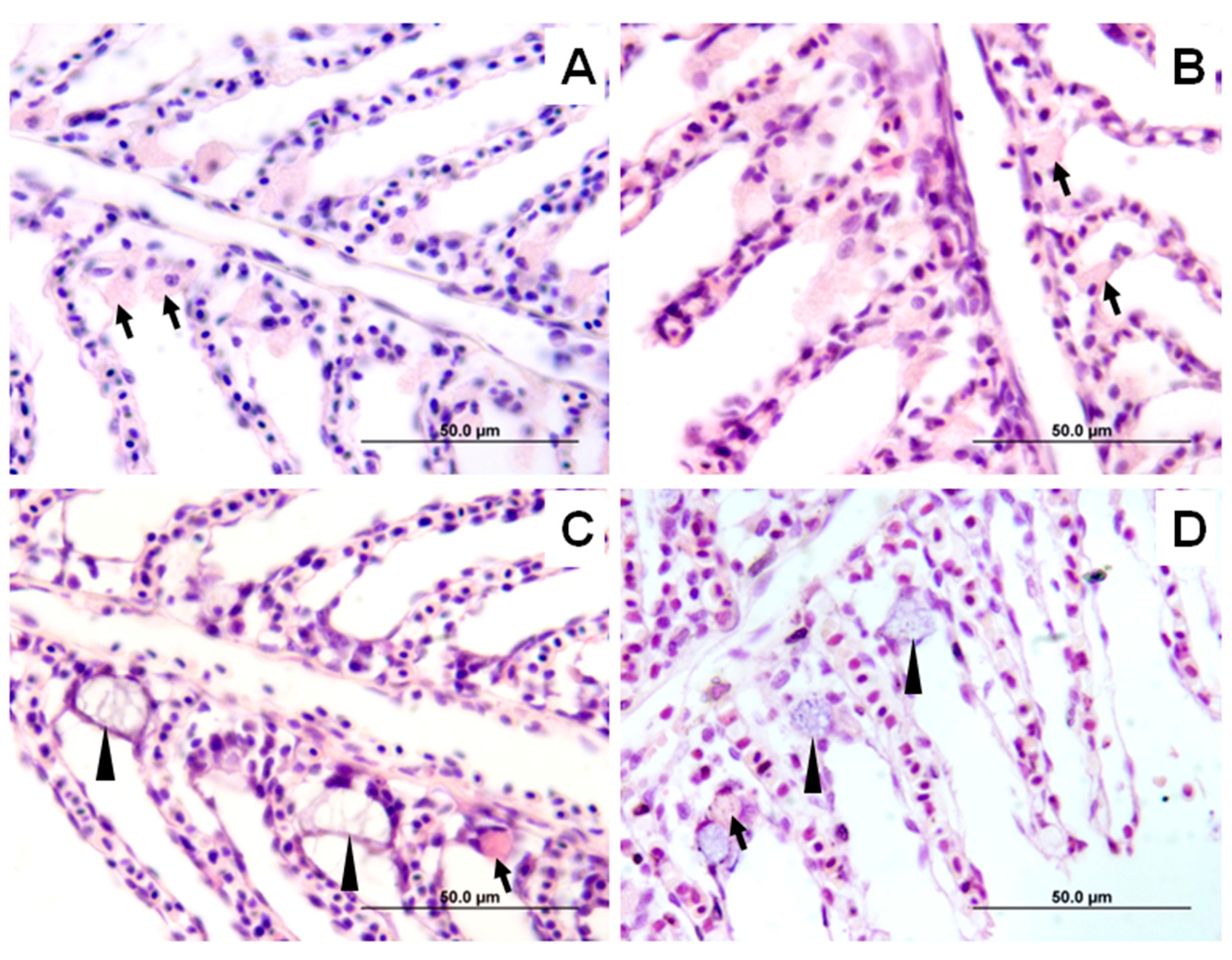Fishes 10 00472 g005 Fishes 10 00472 g005