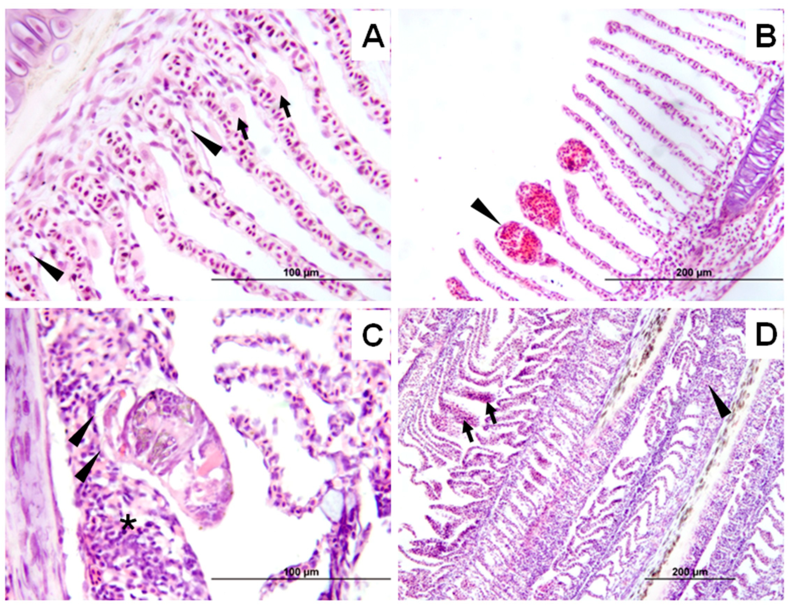 Fishes 10 00472 g006 Fishes 10 00472 g006