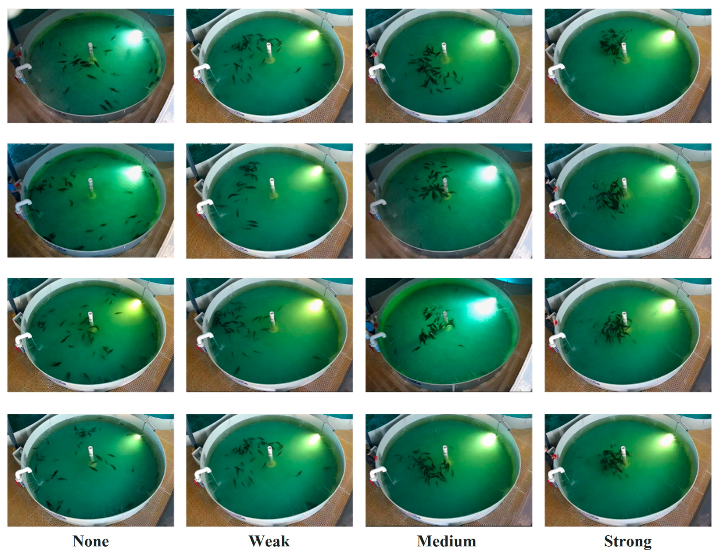 Fishes 10 00630 g003 Fishes 10 00630 g003