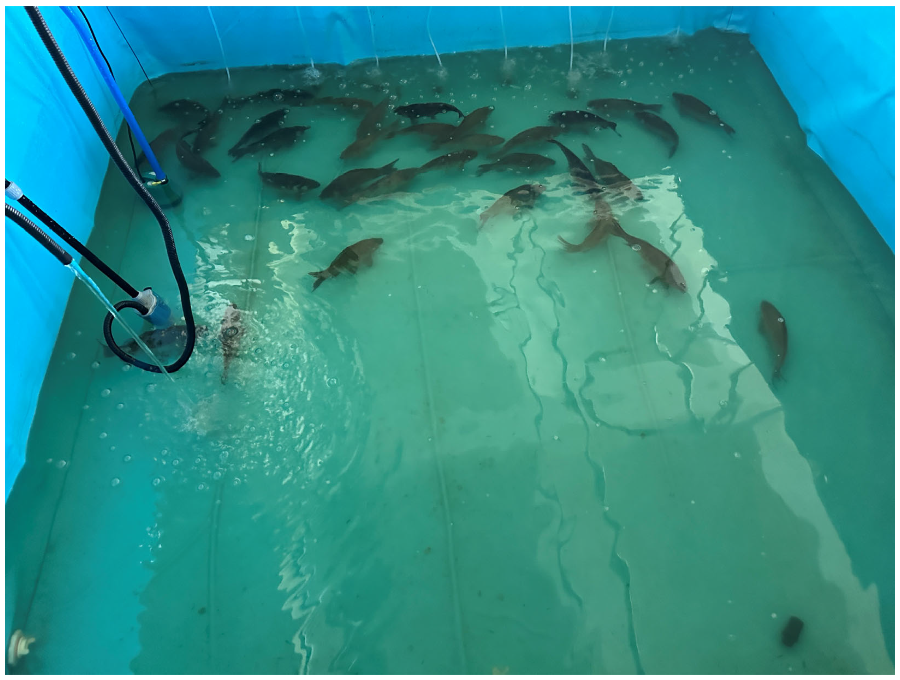 Fishes 11 00021 g001 Fishes 11 00021 g001