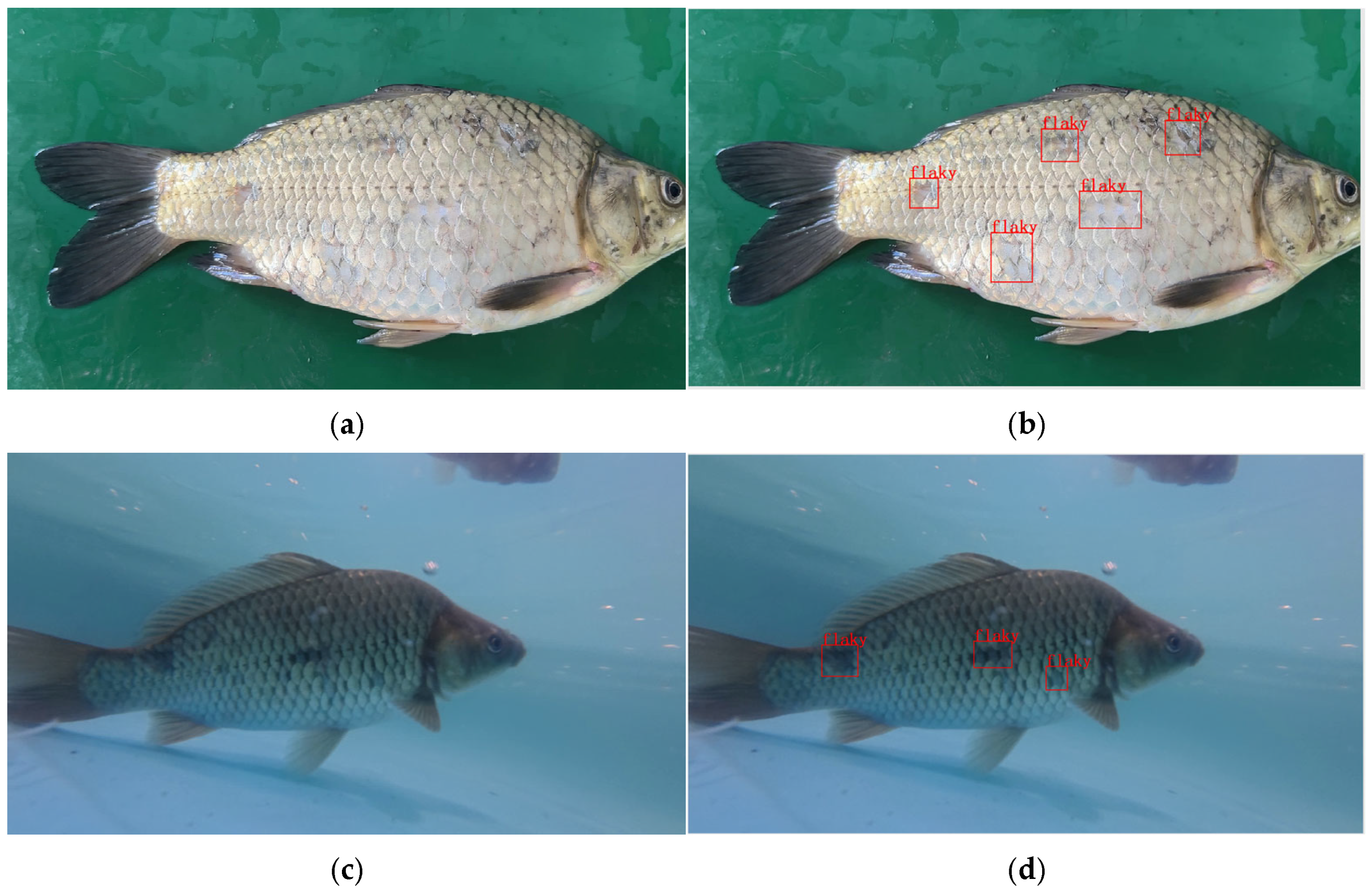 Fishes 11 00021 g002 Fishes 11 00021 g002