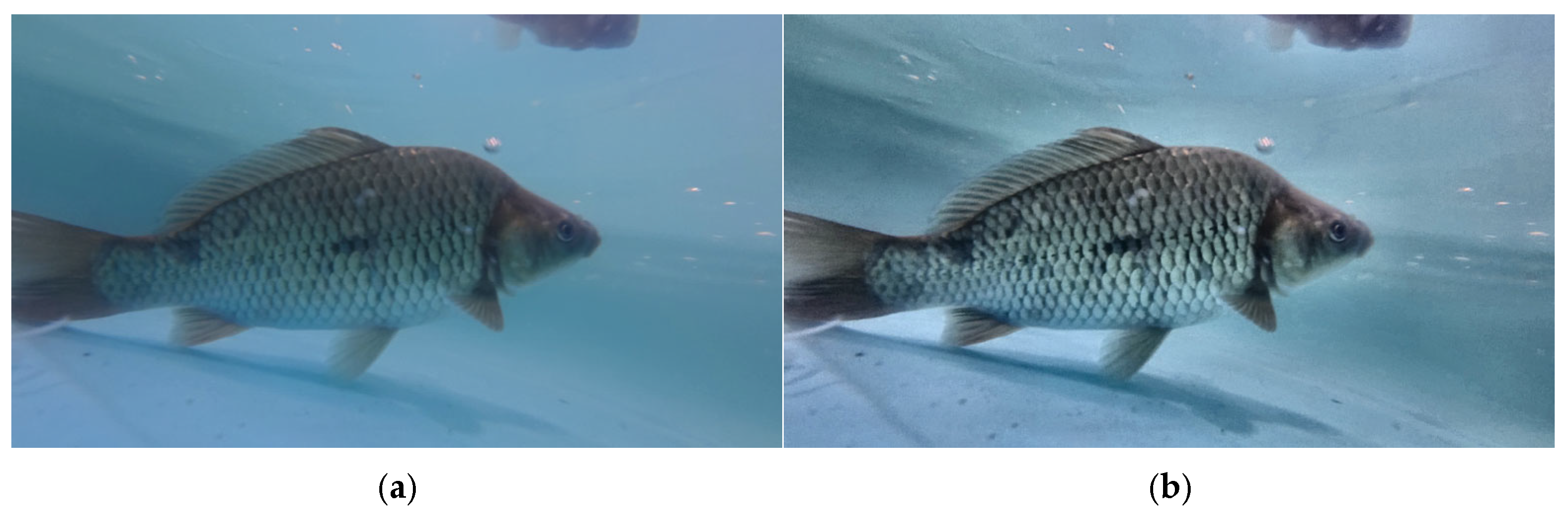 Fishes 11 00021 g003a Fishes 11 00021 g003a