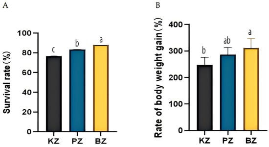 Growth performance of Penaeus monodon under different Cu-MMT application methods. (A) Survival rate (SR, %). (B) Weight gain rate (WGR, %). Data are means ± SD (n = 3 tanks per treatment). Different lowercase letters above bars indicate significant differences among treatments (p < 0.05).