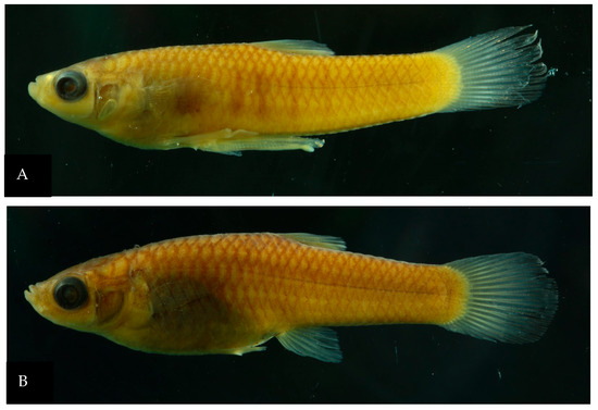 Fishes 11 00079 g001