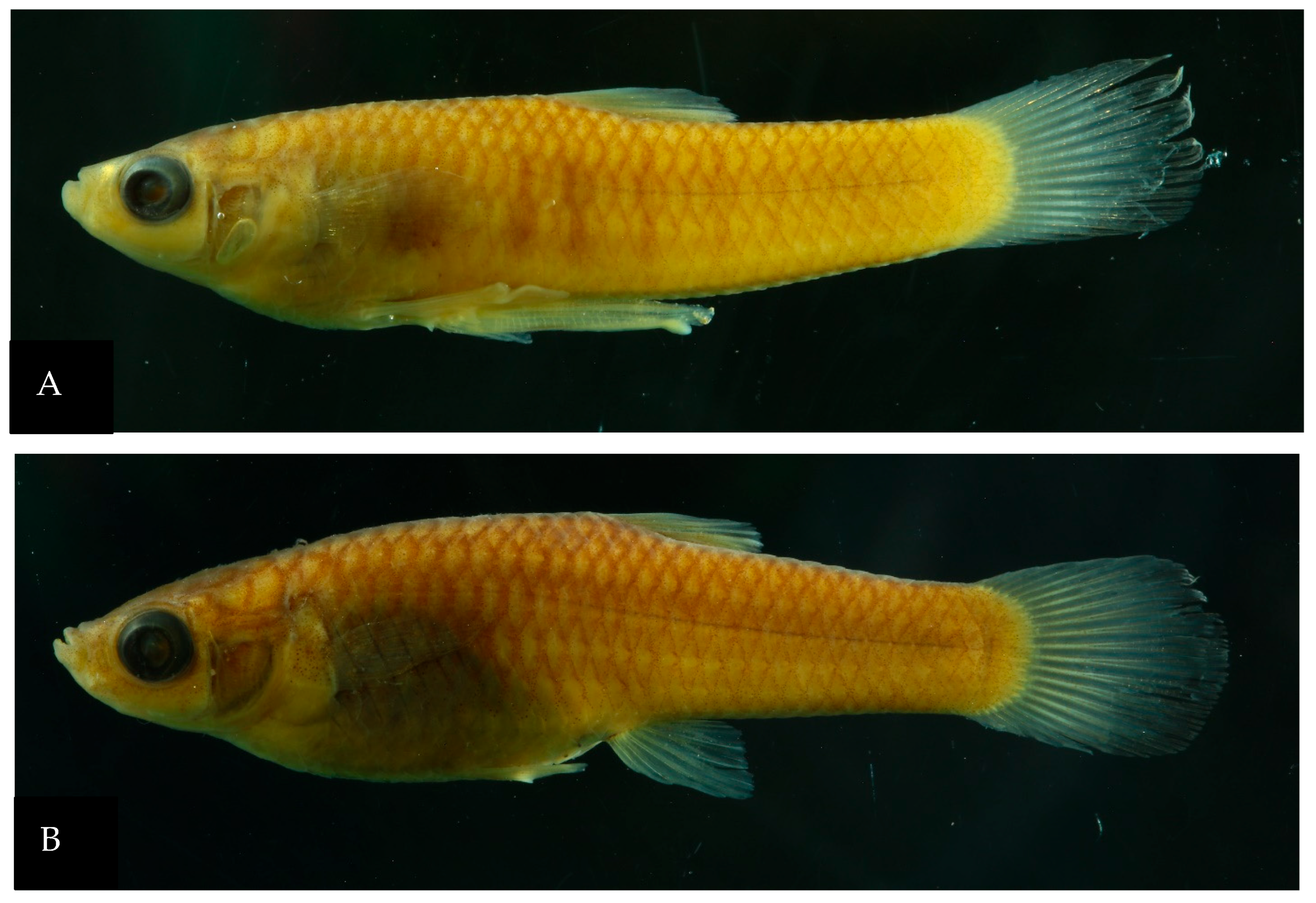 Fishes 11 00079 g001