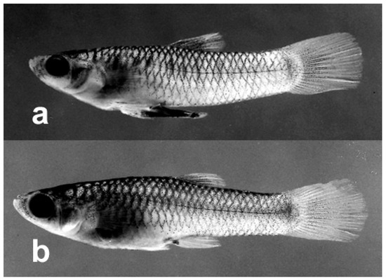 Fishes 11 00079 g002