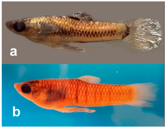 Fishes 11 00079 g003