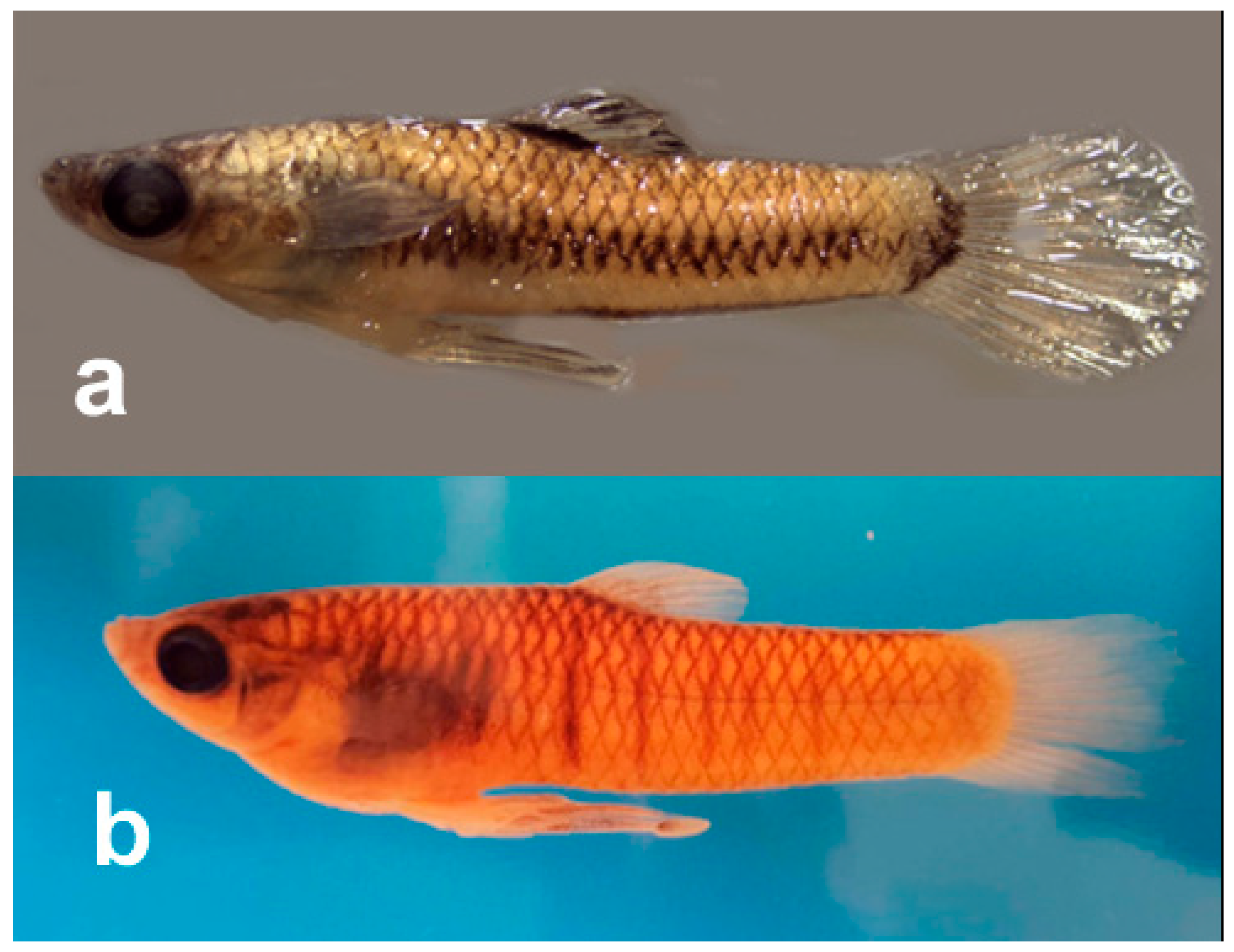 Fishes 11 00079 g003