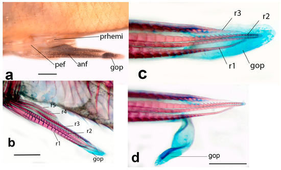 Fishes 11 00079 g004