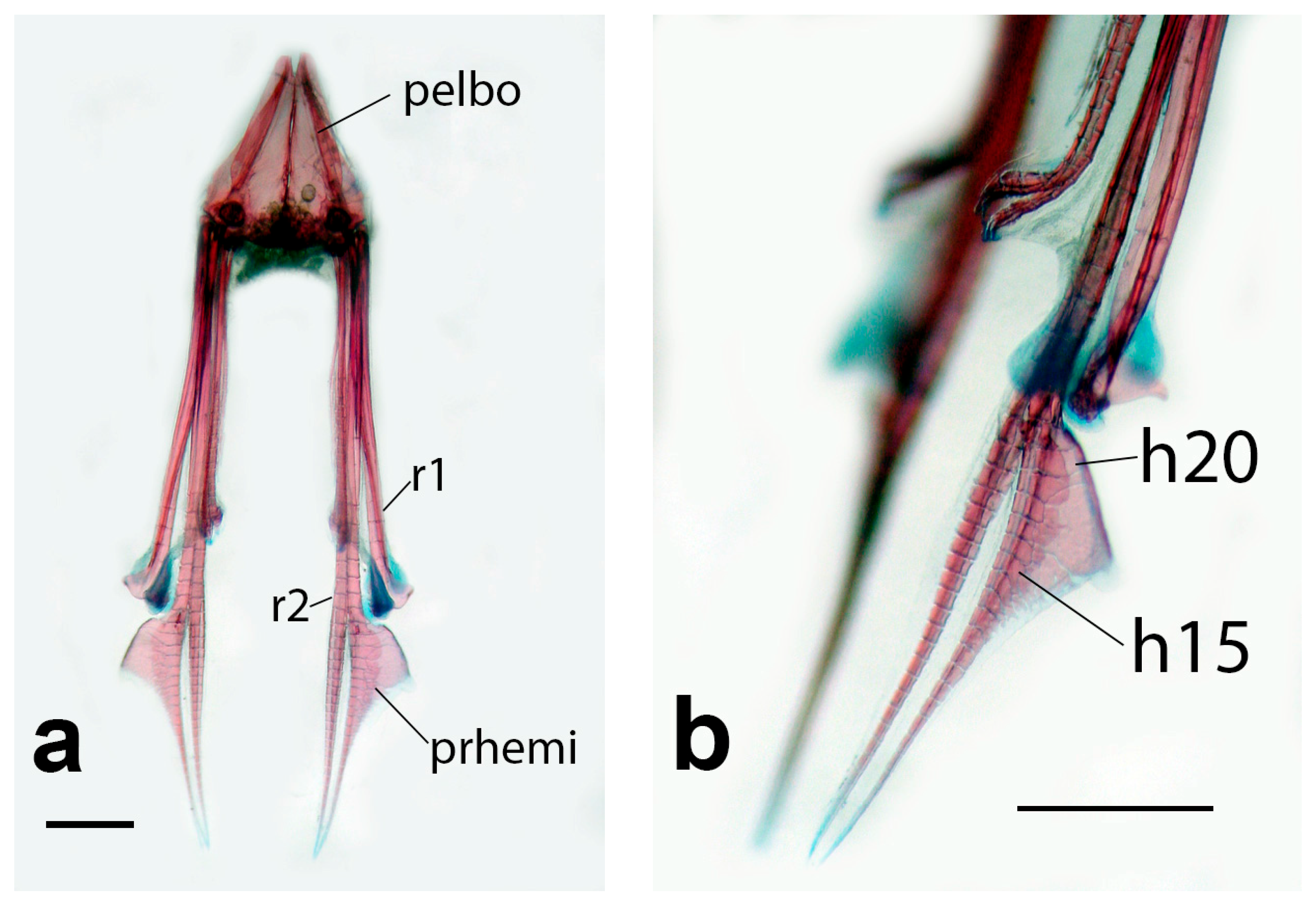 Fishes 11 00079 g005