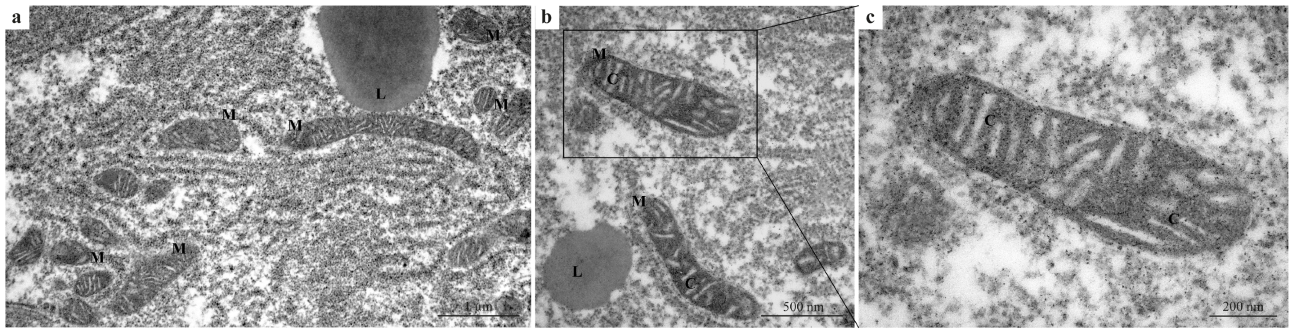 Fishes 11 00081 g001 Fishes 11 00081 g001