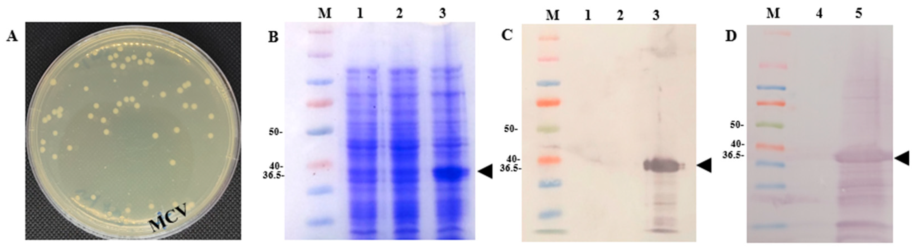 Fishes 11 00083 g004