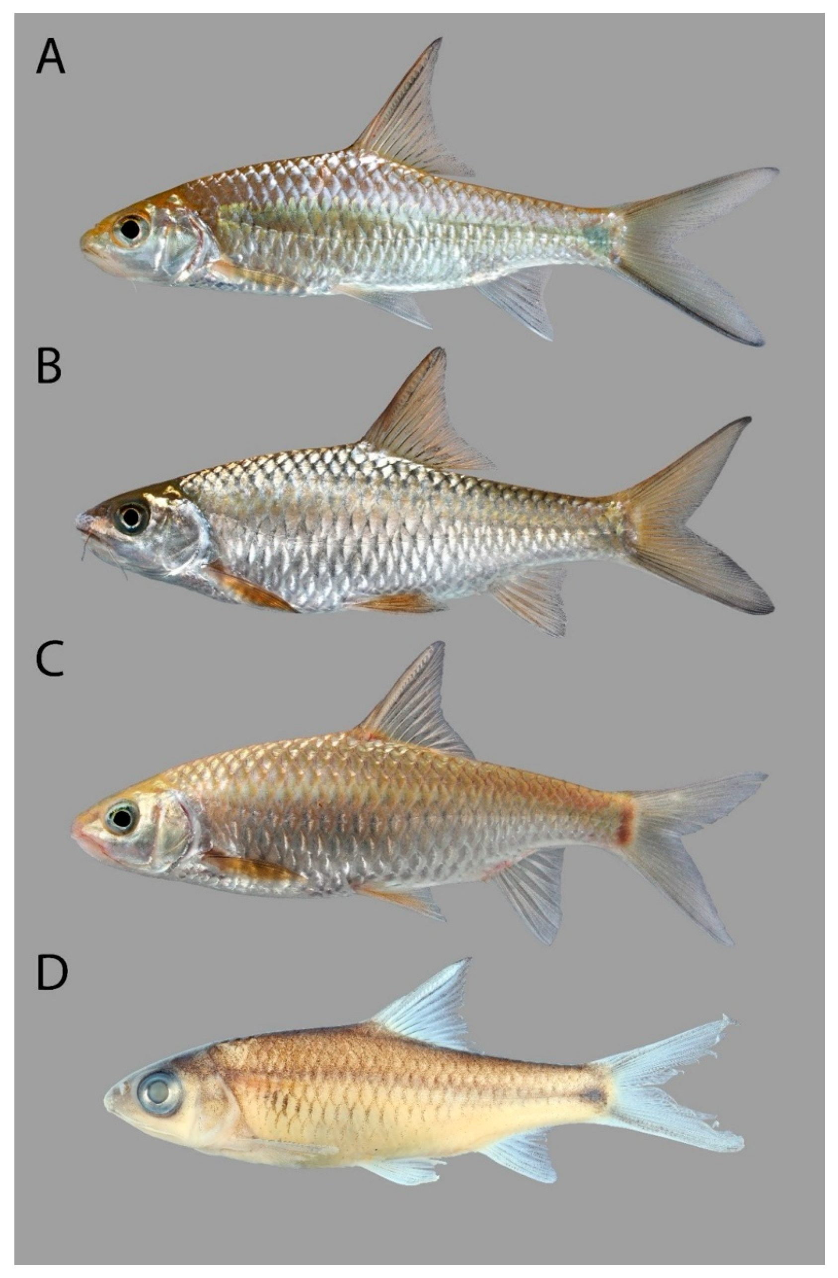 Fishes 11 00102 g001 Fishes 11 00102 g001