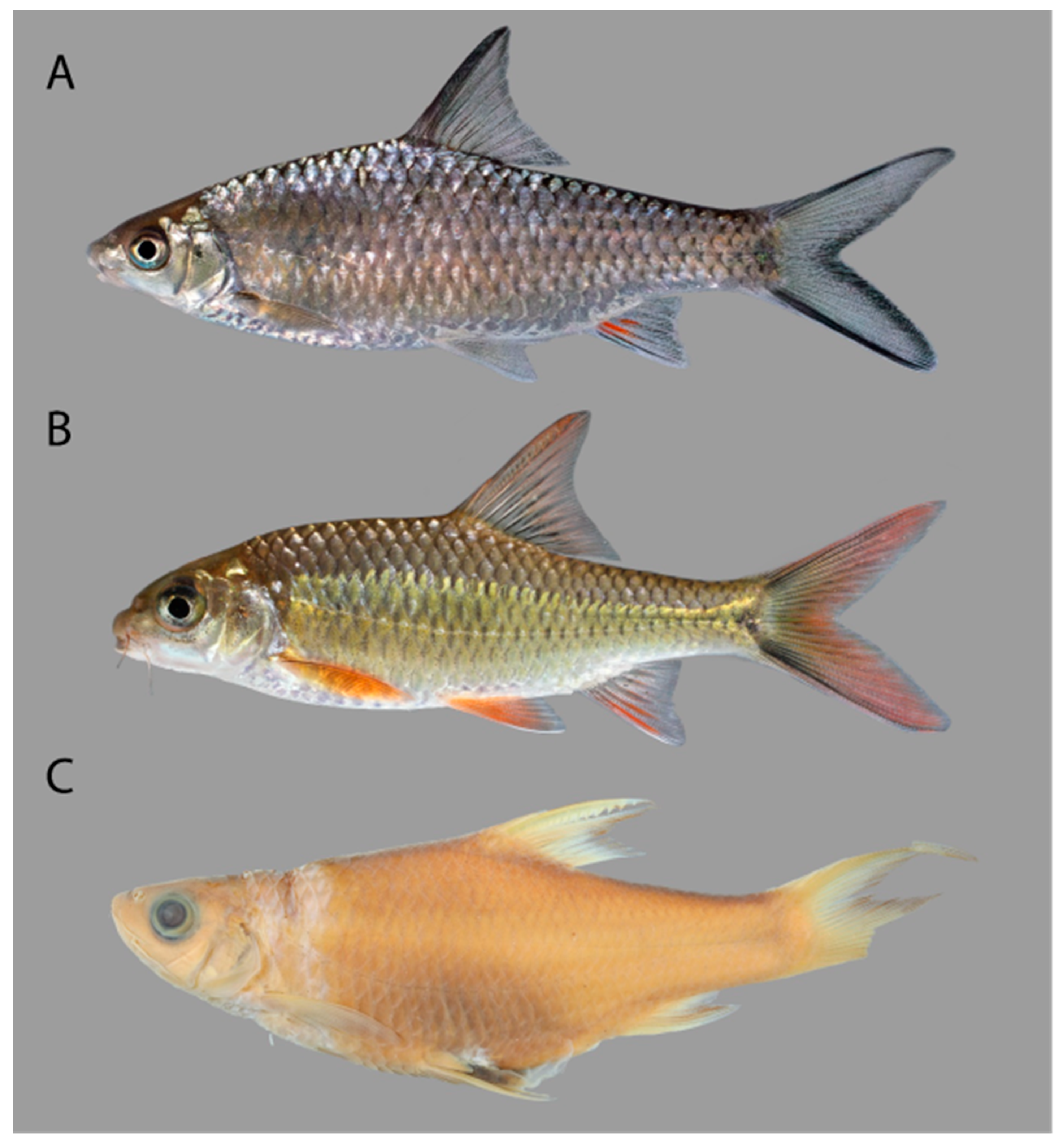 Fishes 11 00102 g009 Fishes 11 00102 g009