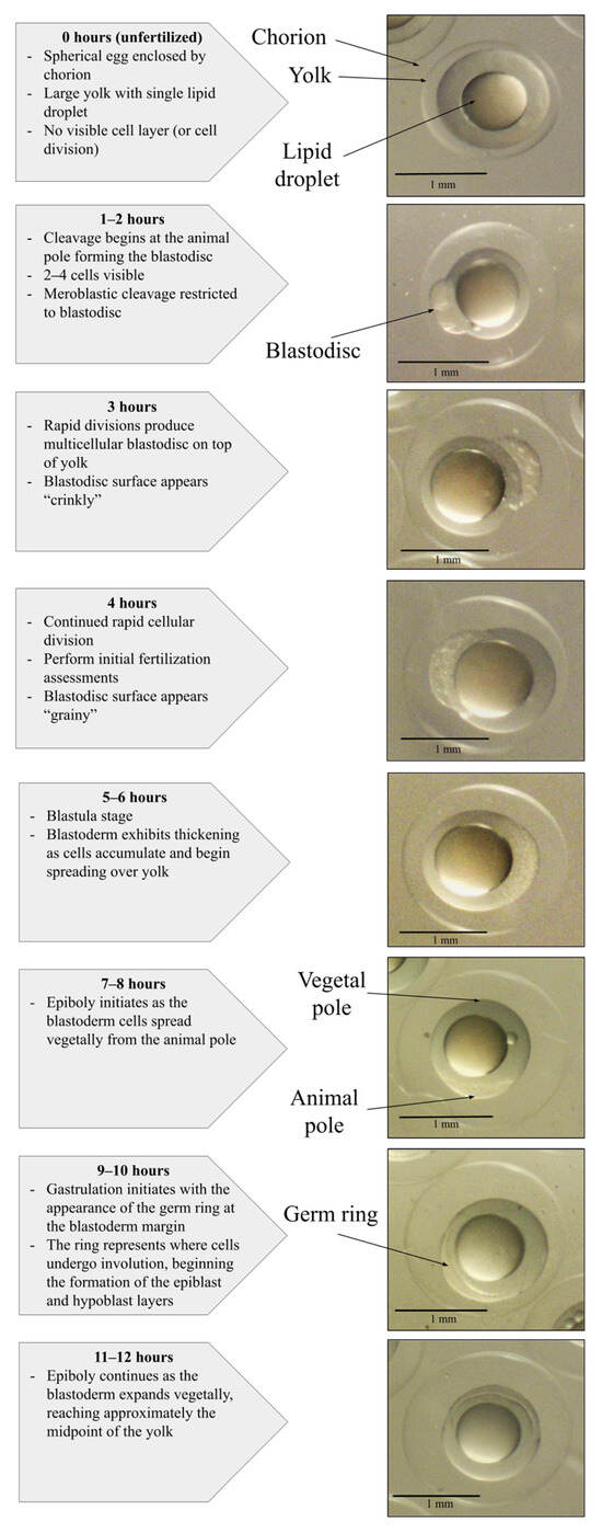 Fishes 11 00237 g004a Fishes 11 00237 g004a