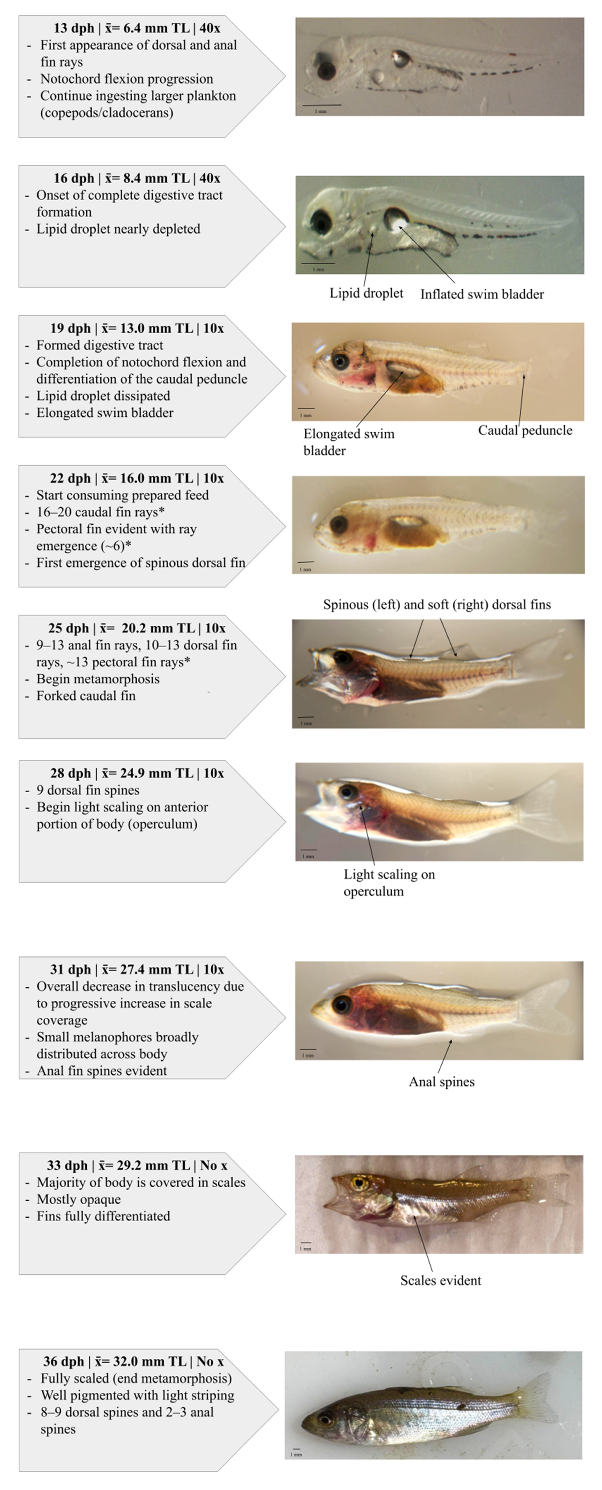 Fishes 11 00237 g005b Fishes 11 00237 g005b