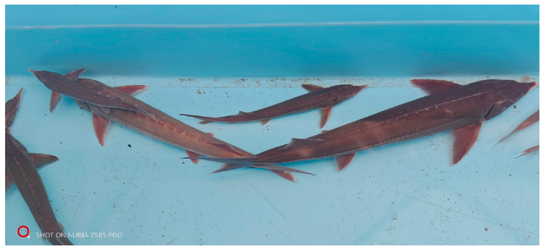 Fishes 11 00464 g013