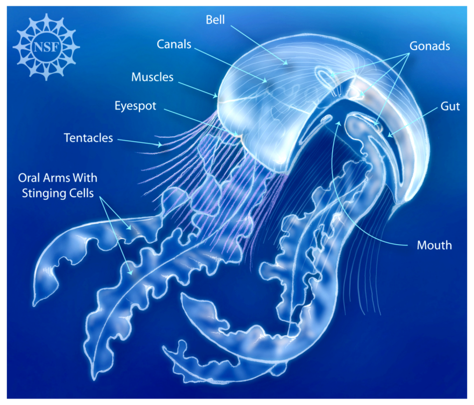 Fluids 04 00169 g001