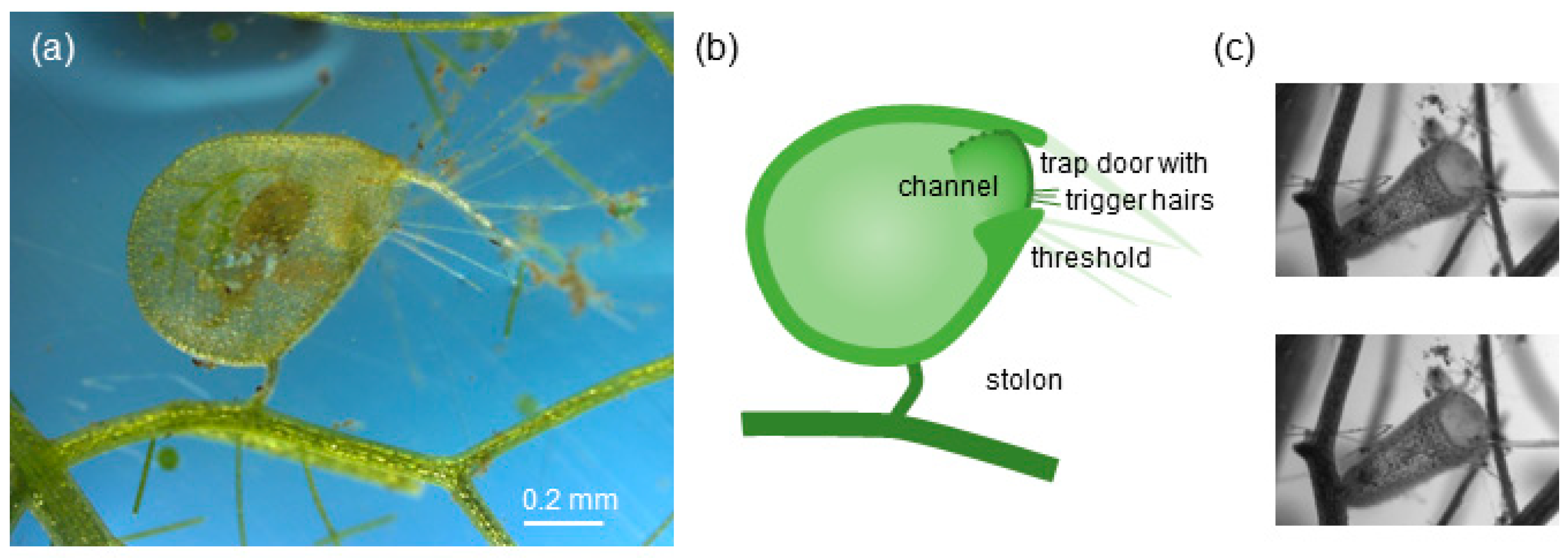 Fluids 05 00033 g001