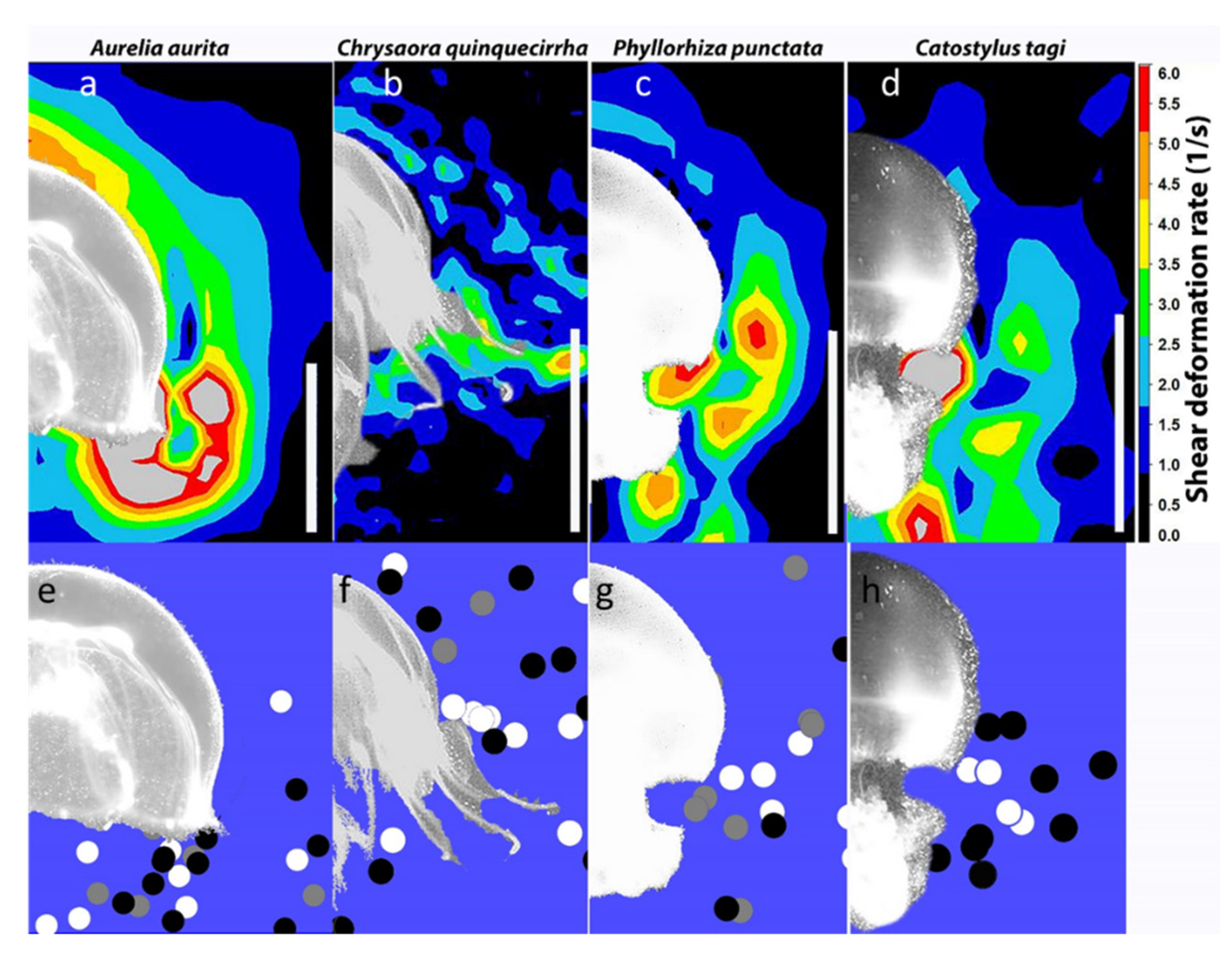 Fluids 05 00060 g002