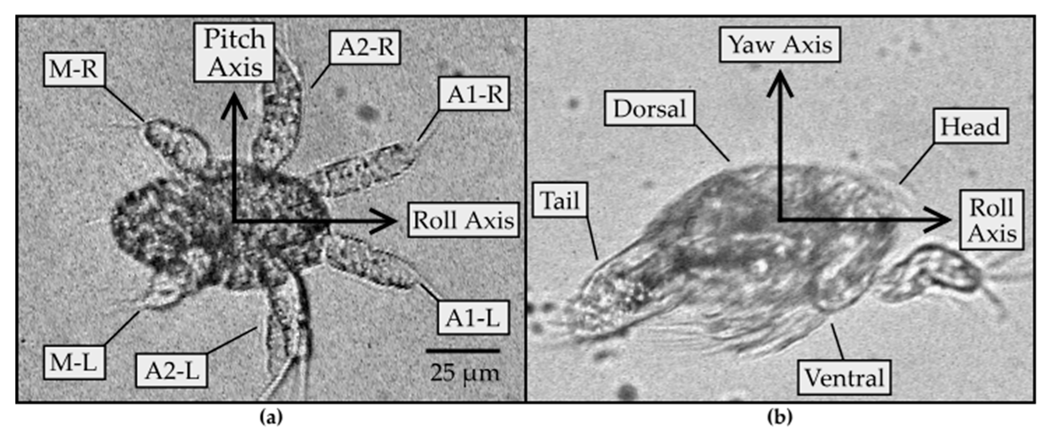 Fluids 05 00078 g001
