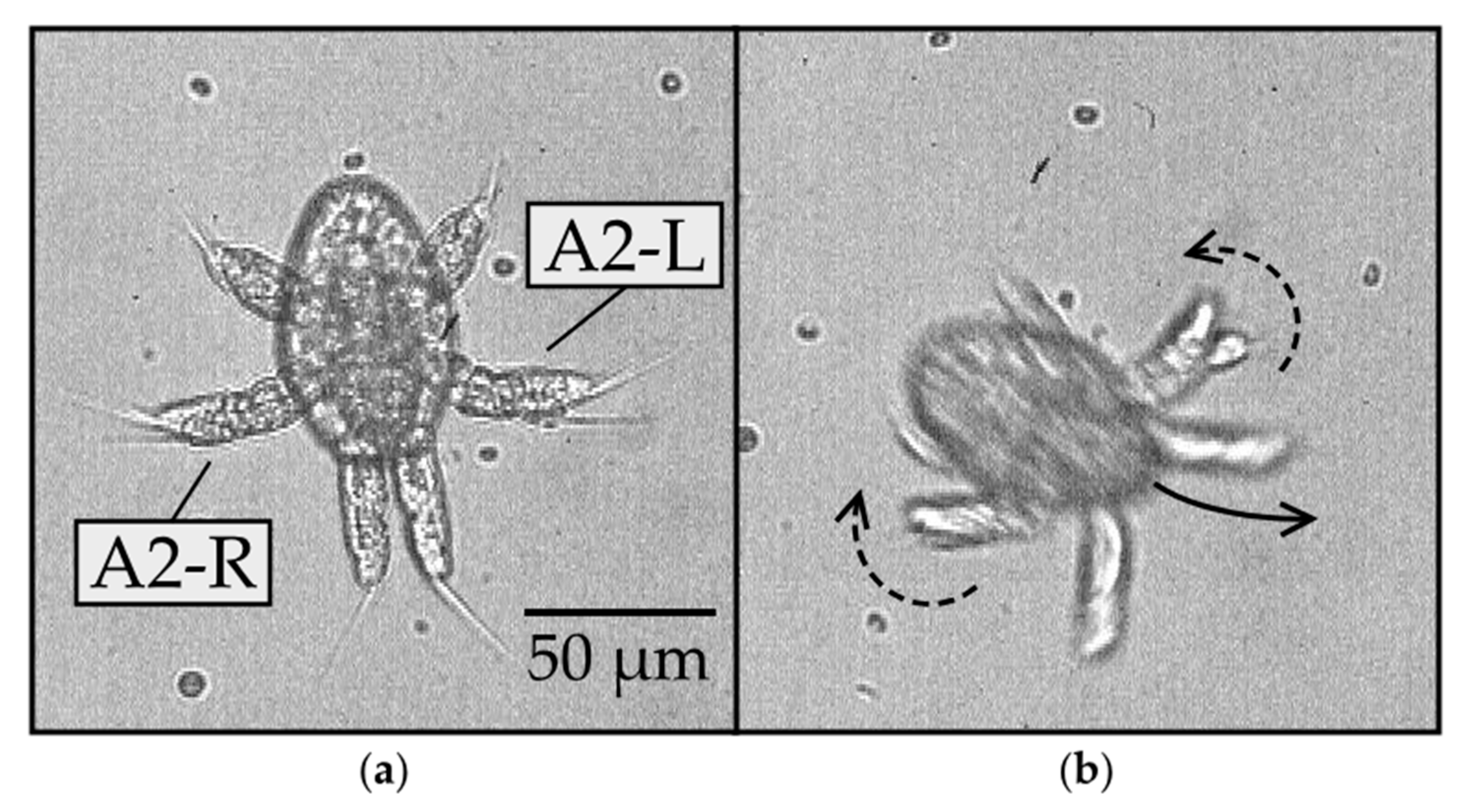 Fluids 05 00078 g004