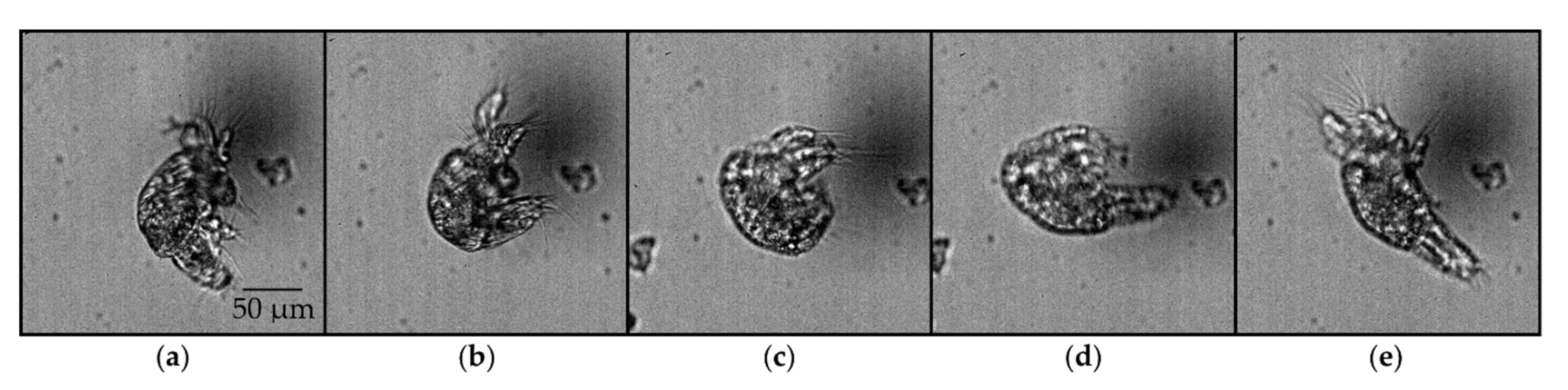Fluids 05 00078 g007