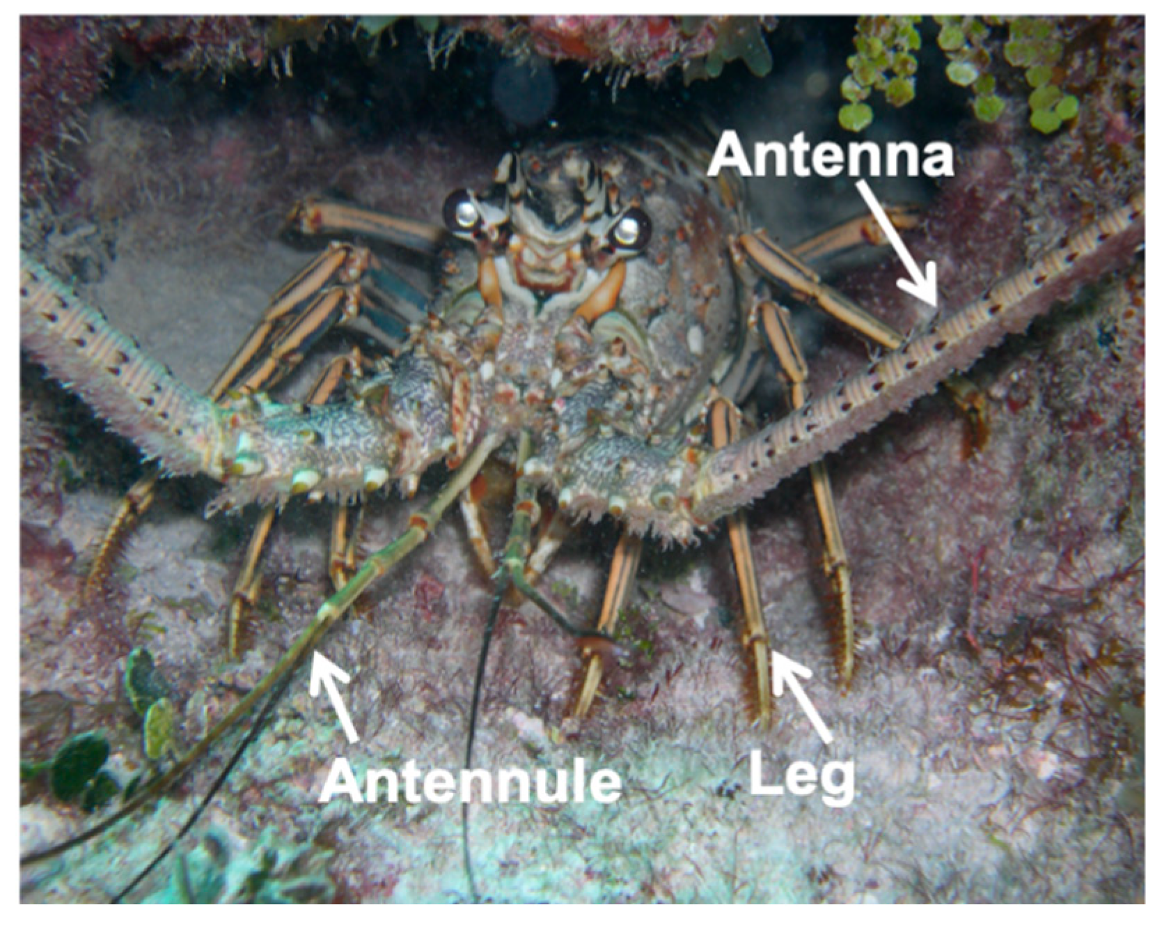 Fluids 05 00082 g001