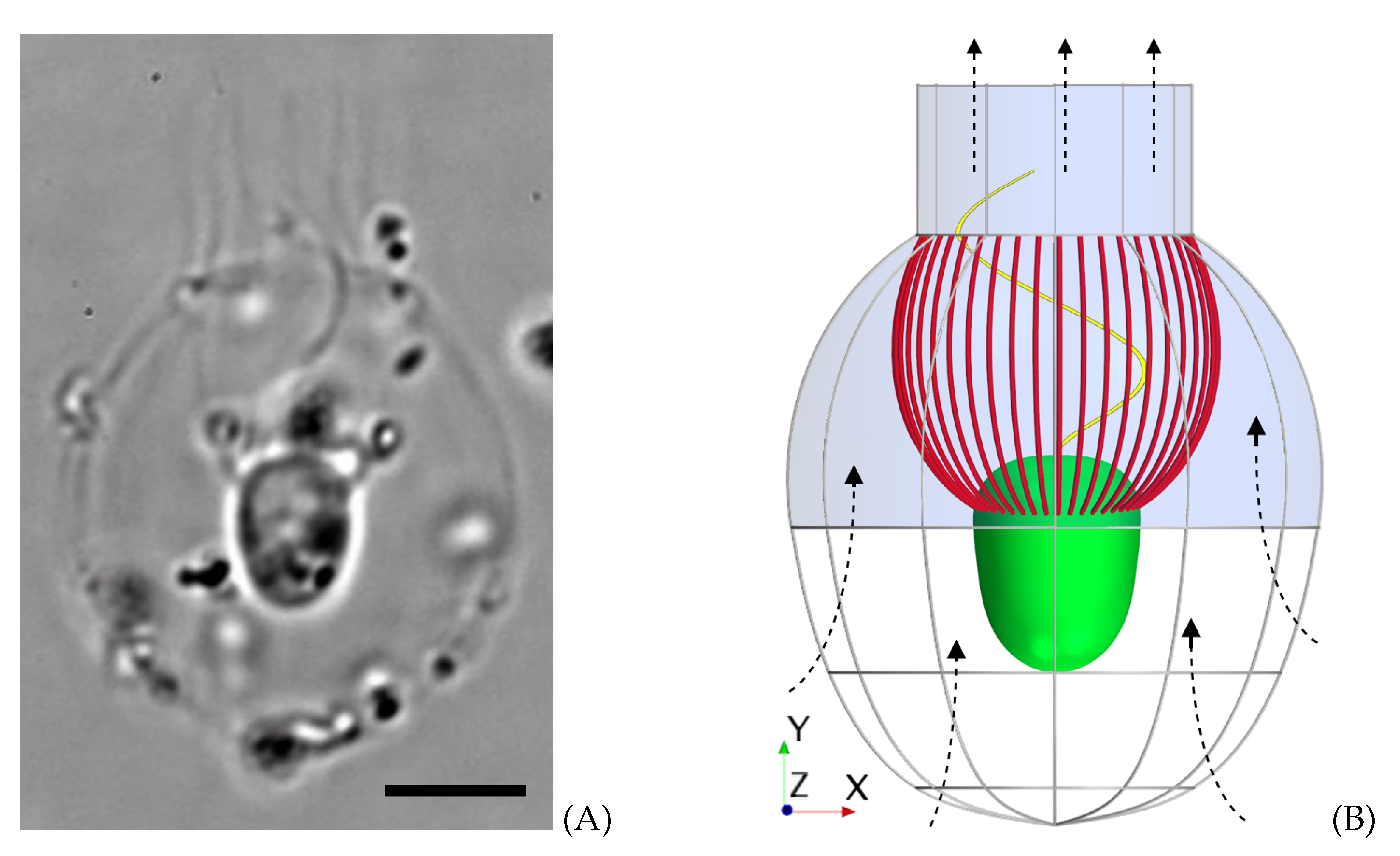 Fluids 06 00094 g001