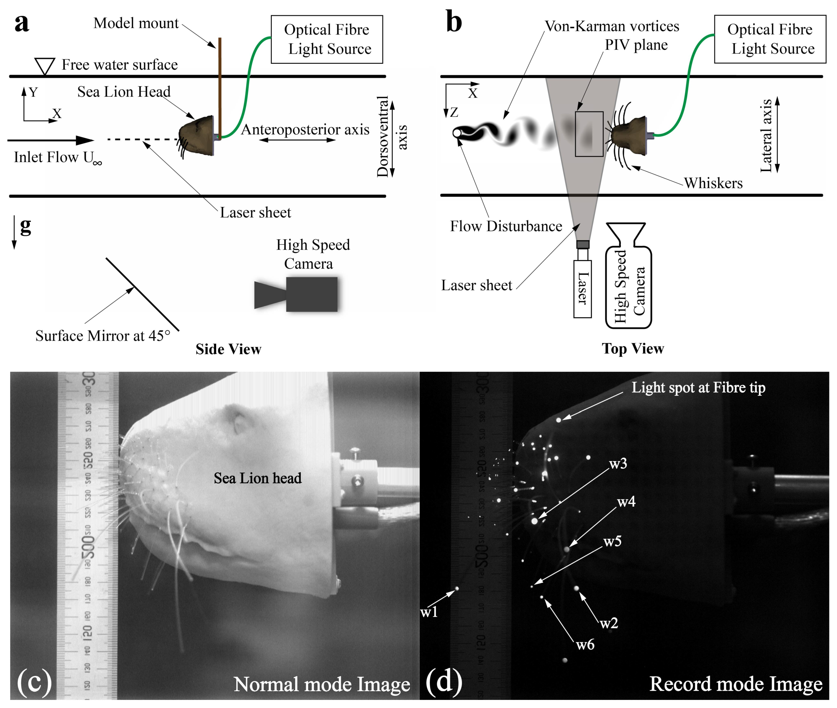 Fluids 06 00102 g001