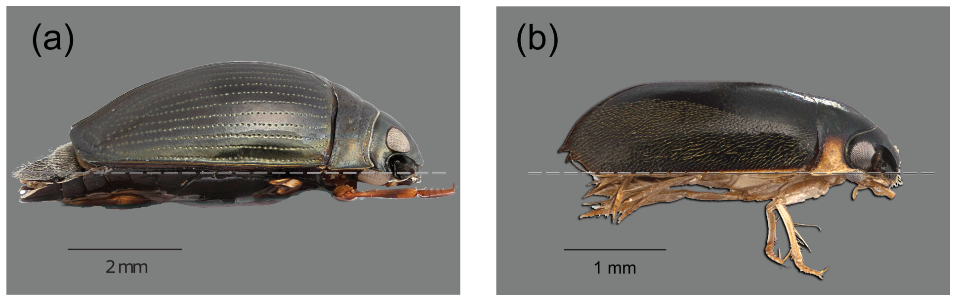 Fluids 06 00249 g002 Fluids 06 00249 g002