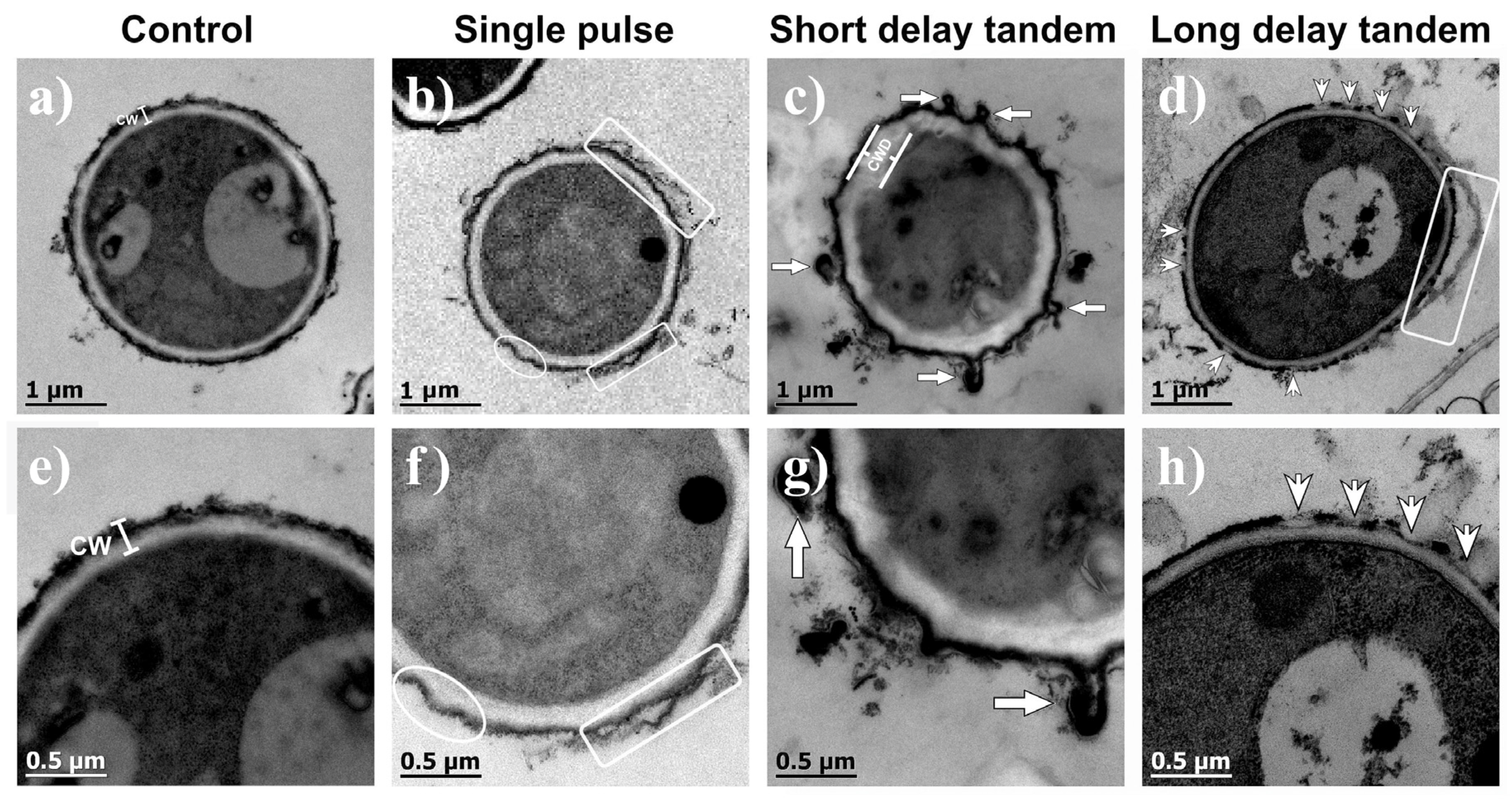 Fluids 09 00081 g004 Fluids 09 00081 g004