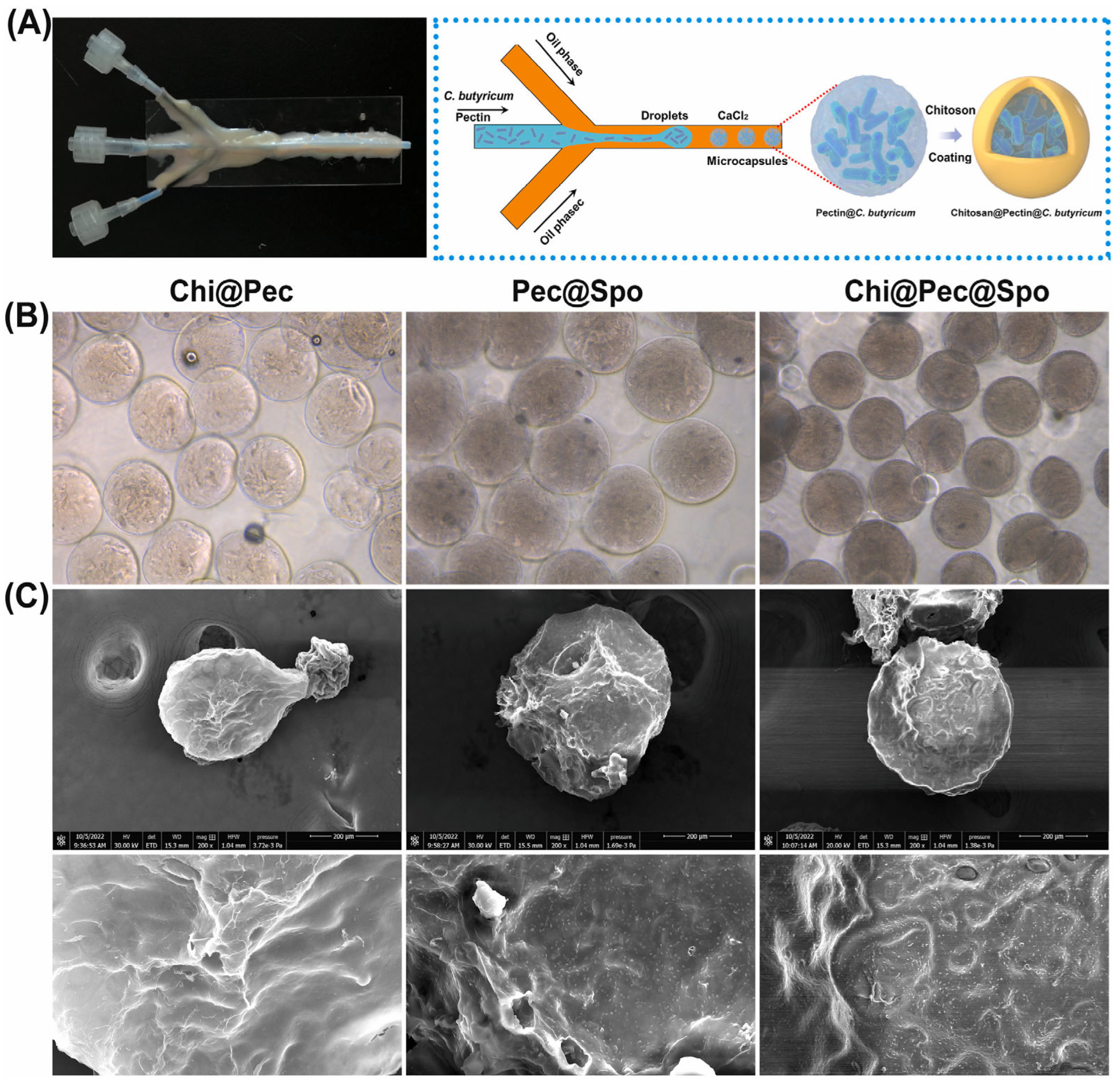 Fluids 09 00184 g005