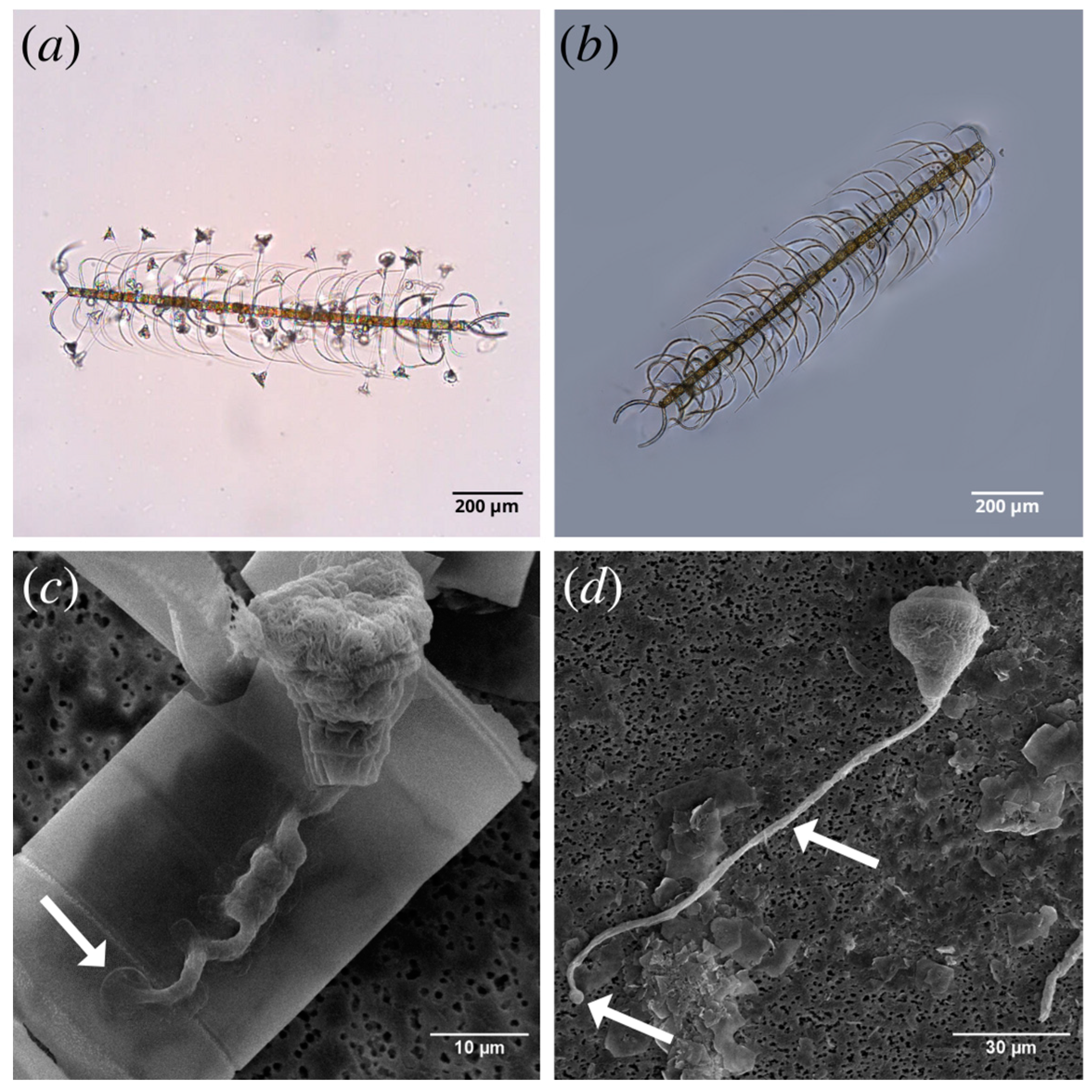 Fluids 09 00283 g001