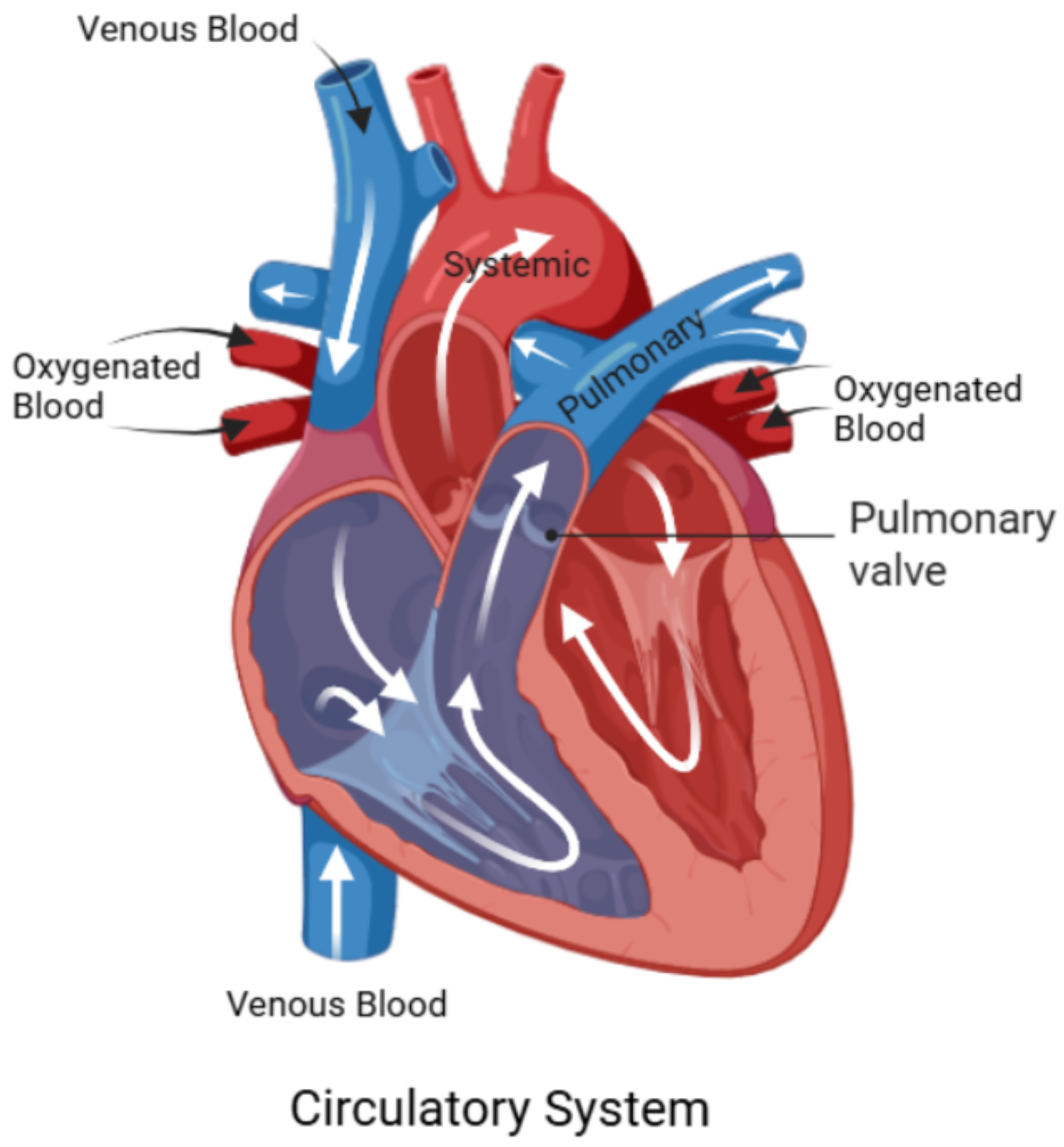 Fluids 10 00215 g001