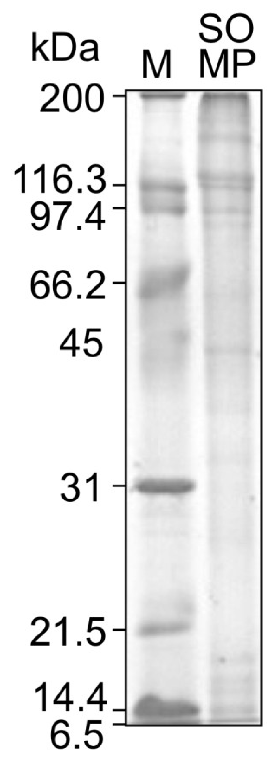 Foods 02 00415 g001 1024