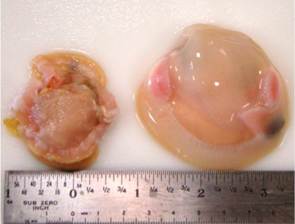 Foods 03 00336 g001 1024