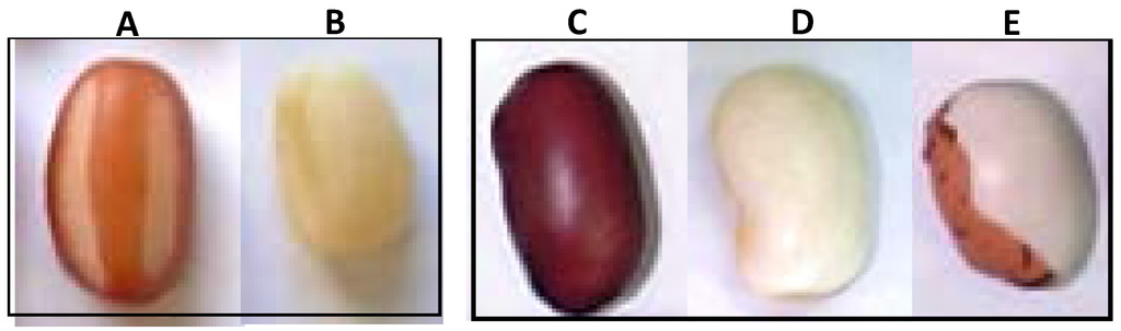 Foods 04 00148 g001 1024